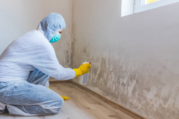Licensed Mold Remediation service in Williamston, MI - WQB Mold Removal